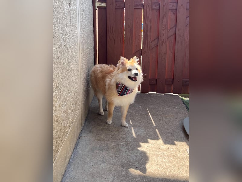 Wanda SR – Kleine Spitz-Prinzessin sucht liebevolles Zuhause