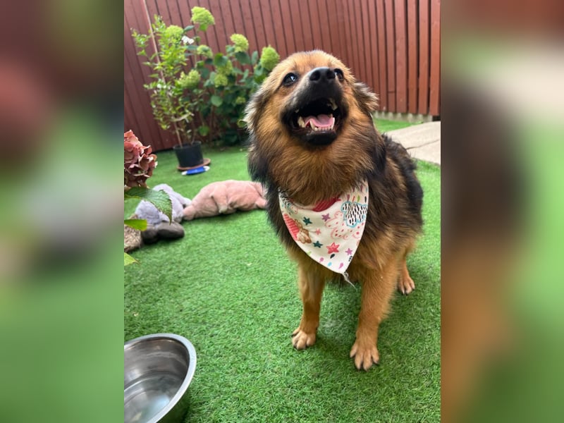 Lilo SR – Verspielte Spitzdame sucht liebevolles Zuhause