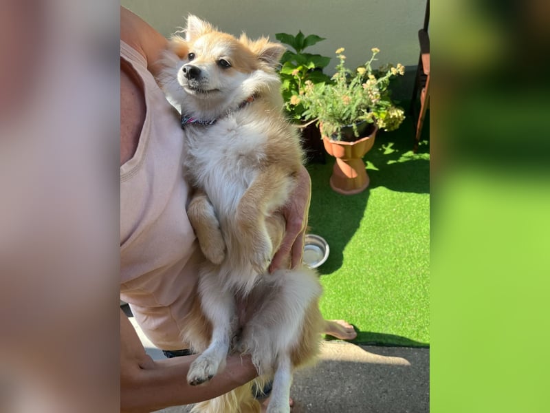 Wanda SR – Kleine Spitz-Prinzessin sucht liebevolles Zuhause