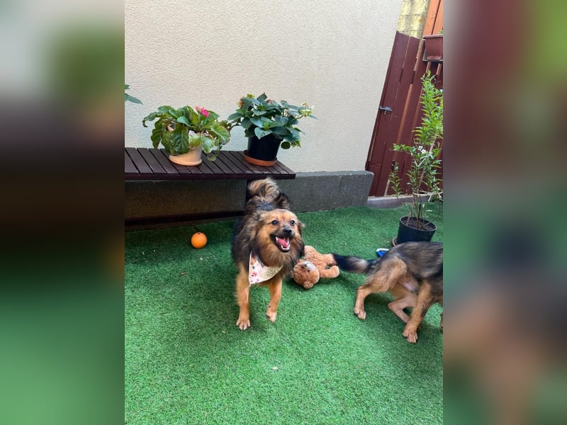 Lilo SR – Verspielte Spitzdame sucht liebevolles Zuhause