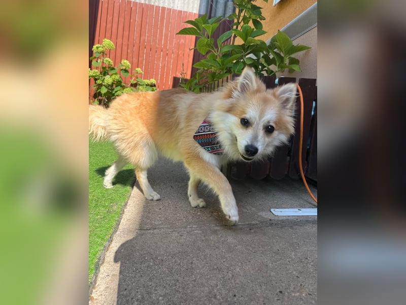 Wanda SR – Kleine Spitz-Prinzessin sucht liebevolles Zuhause