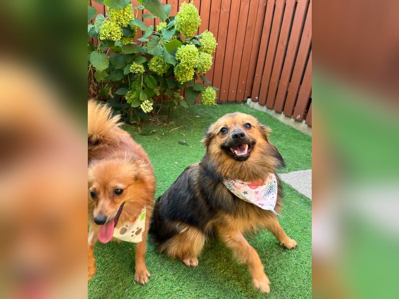 Lilo SR – Verspielte Spitzdame sucht liebevolles Zuhause