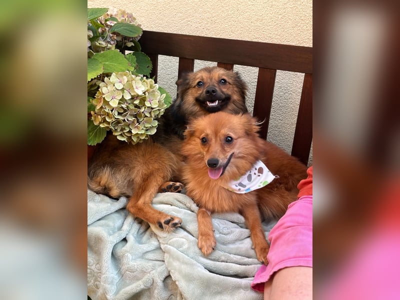 Lilo SR – Verspielte Spitzdame sucht liebevolles Zuhause