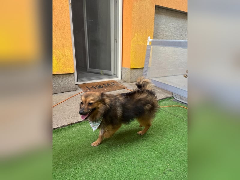 Lilo SR – Verspielte Spitzdame sucht liebevolles Zuhause