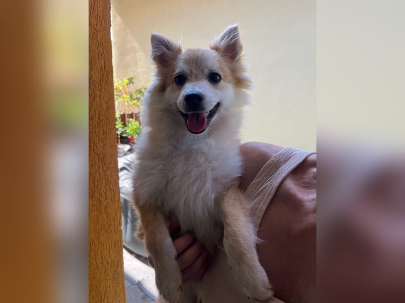Wanda SR – Kleine Spitz-Prinzessin sucht liebevolles Zuhause