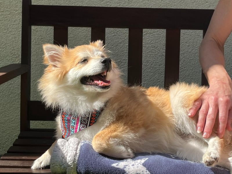 Wanda SR – Kleine Spitz-Prinzessin sucht liebevolles Zuhause