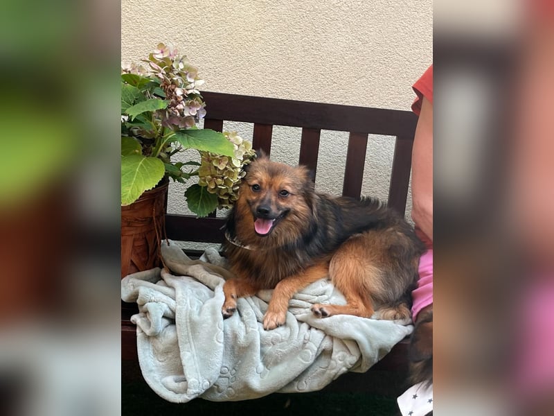 Lilo SR – Verspielte Spitzdame sucht liebevolles Zuhause