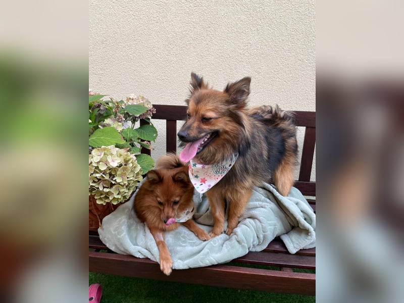 Lilo SR – Verspielte Spitzdame sucht liebevolles Zuhause