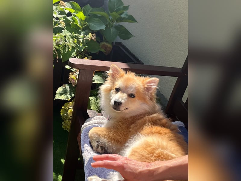 Wanda SR – Kleine Spitz-Prinzessin sucht liebevolles Zuhause