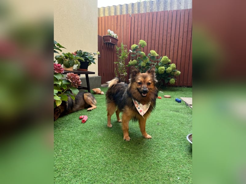 Lilo SR – Verspielte Spitzdame sucht liebevolles Zuhause