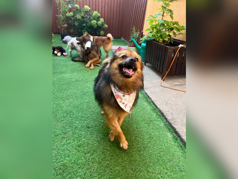 Lilo SR – Verspielte Spitzdame sucht liebevolles Zuhause