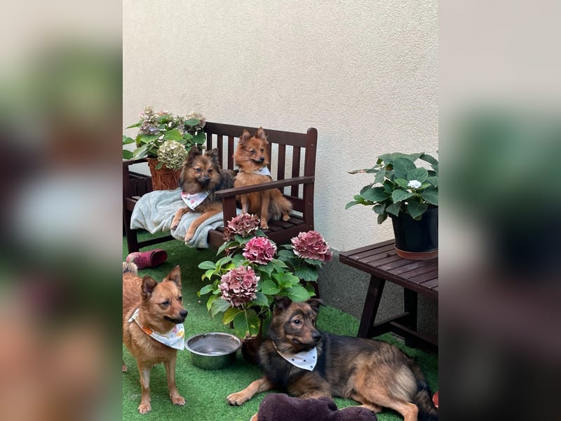 Lilo SR – Verspielte Spitzdame sucht liebevolles Zuhause
