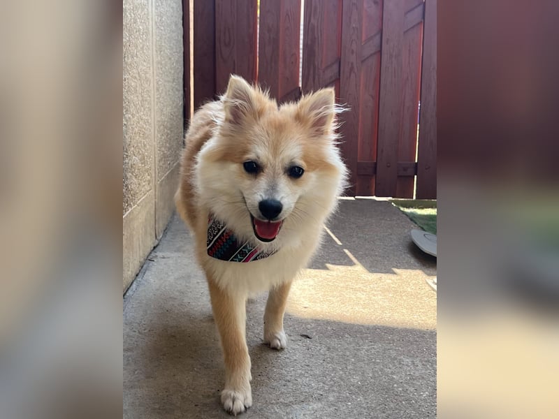 Wanda SR – Kleine Spitz-Prinzessin sucht liebevolles Zuhause