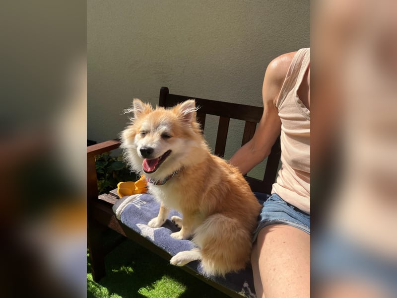 Wanda SR – Kleine Spitz-Prinzessin sucht liebevolles Zuhause