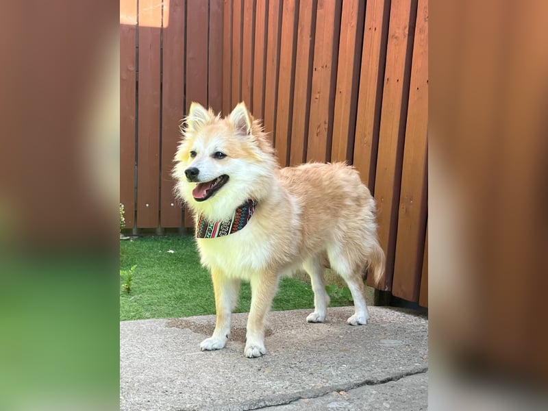 Wanda SR – Kleine Spitz-Prinzessin sucht liebevolles Zuhause