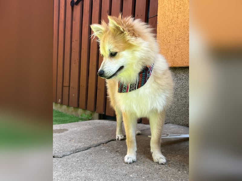 Wanda SR – Kleine Spitz-Prinzessin sucht liebevolles Zuhause