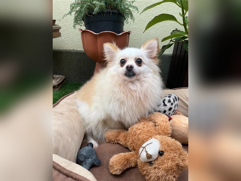 Hedi-SR, süße Maus sucht Familie für vielen Aktivitäten