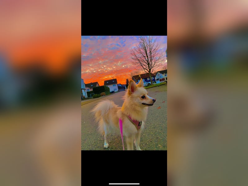 Klieinspitz