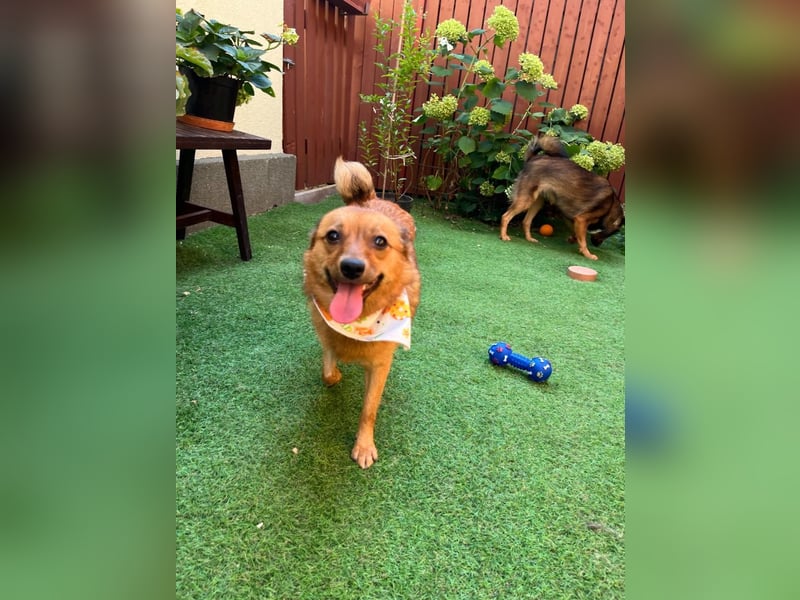 Elvira SR – Liebevolle Mama sucht ruhiges Zuhause