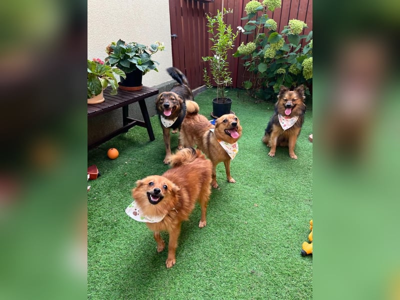 Maggy SR – Kleine Spitzdame mit großem Herz sucht Familie