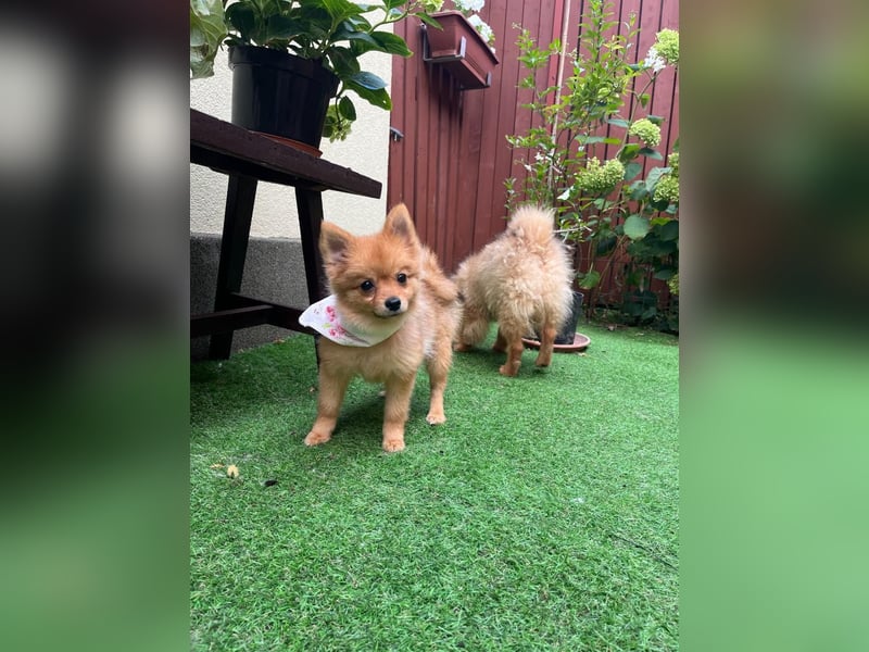 Sally SR – Süßes Spitz-Baby sucht Traumzuhause