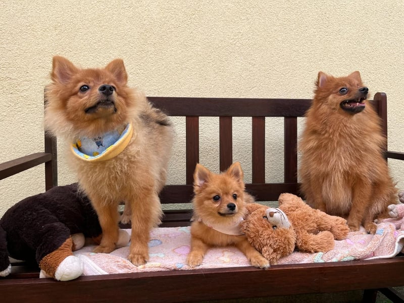 Sally SR – Süßes Spitz-Baby sucht Traumzuhause