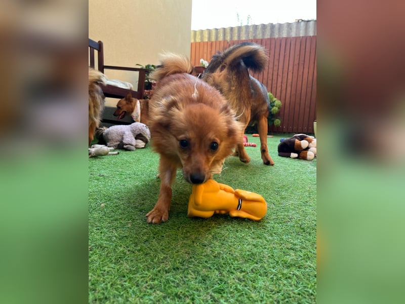 Maggy SR – Kleine Spitzdame mit großem Herz sucht Familie