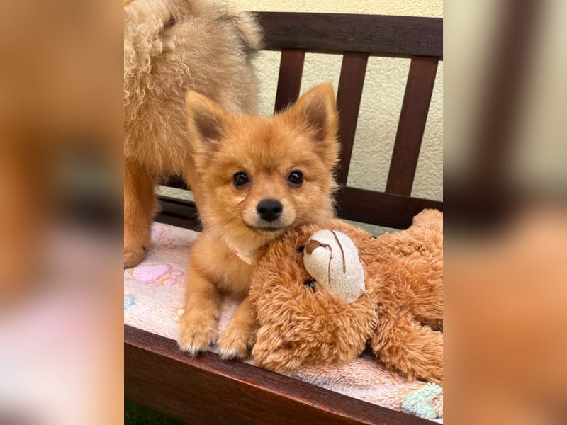 Sally SR – Süßes Spitz-Baby sucht Traumzuhause