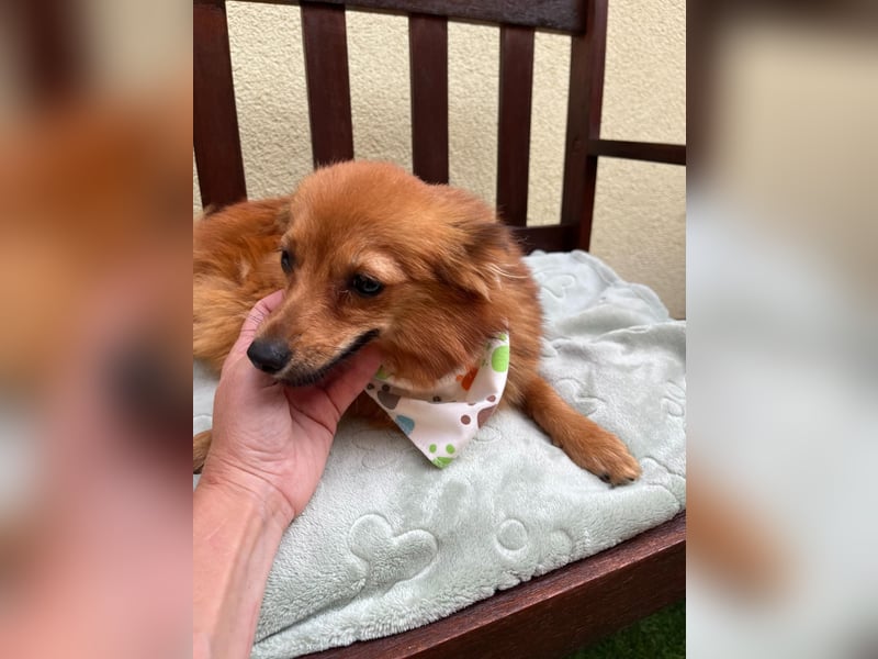 Maggy SR – Kleine Spitzdame mit großem Herz sucht Familie