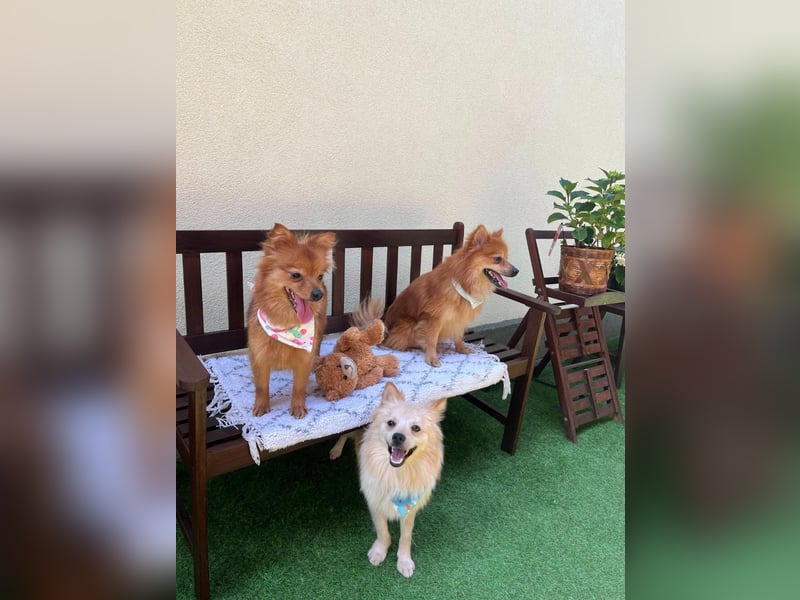 Nami SR – kleine Frohnatur sucht Familienanschluss