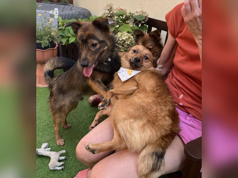 Elvira SR – Liebevolle Mama sucht ruhiges Zuhause
