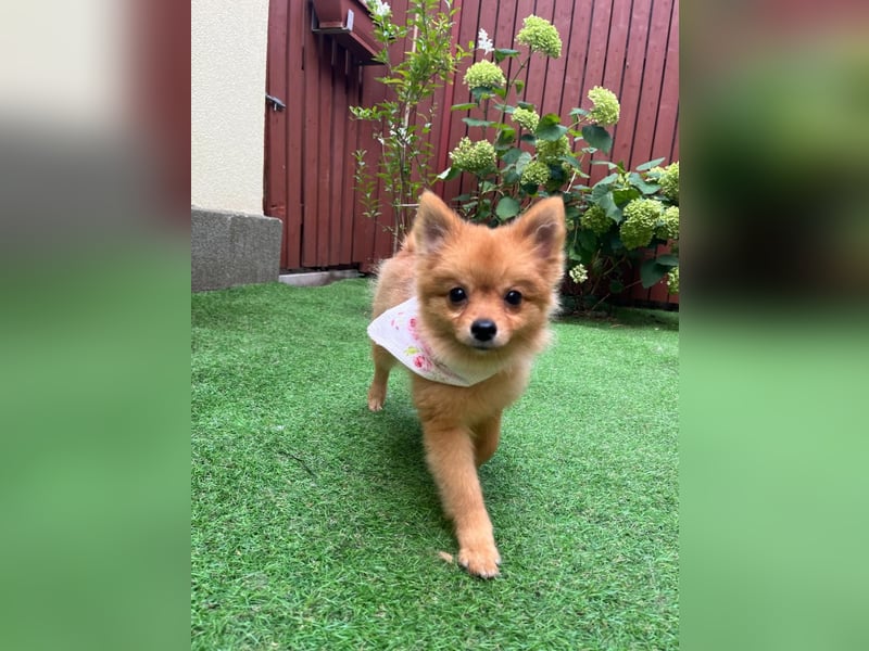 Sally SR – Süßes Spitz-Baby sucht Traumzuhause