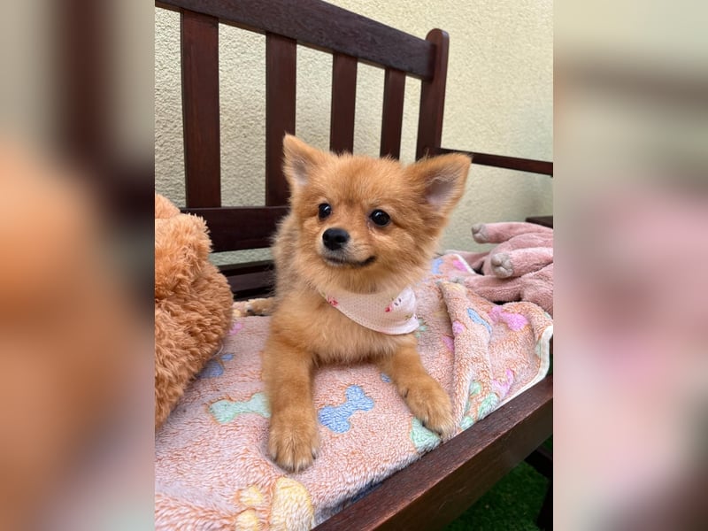 Sally SR – Süßes Spitz-Baby sucht Traumzuhause