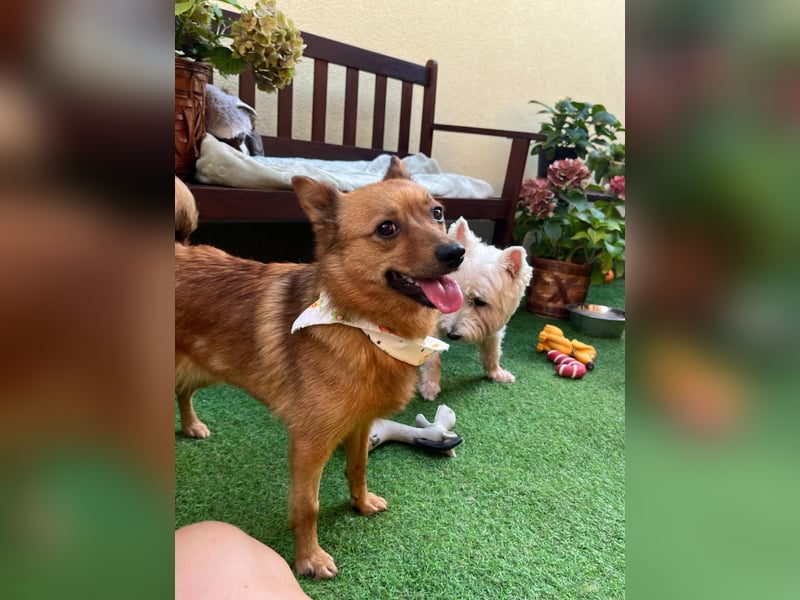 Elvira SR – Liebevolle Mama sucht ruhiges Zuhause
