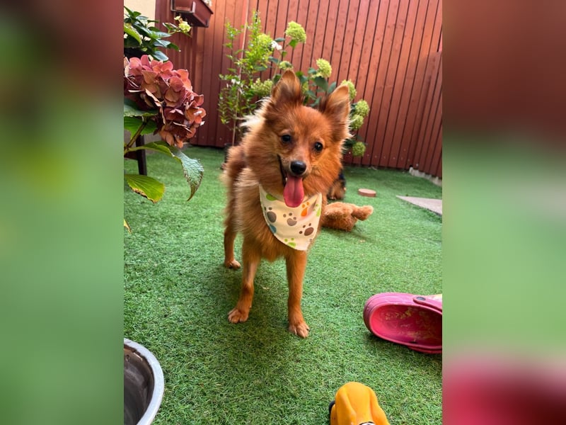 Maggy SR – Kleine Spitzdame mit großem Herz sucht Familie