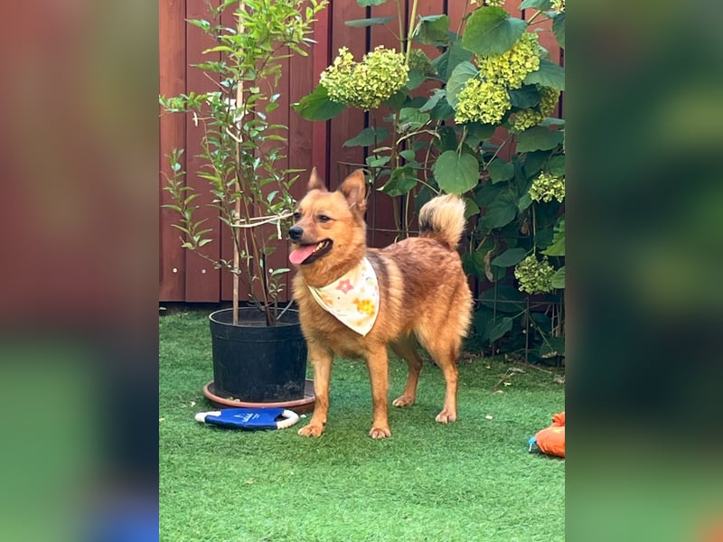 Elvira SR – Liebevolle Mama sucht ruhiges Zuhause