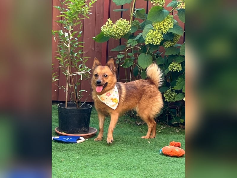 Elvira SR – Liebevolle Mama sucht ruhiges Zuhause