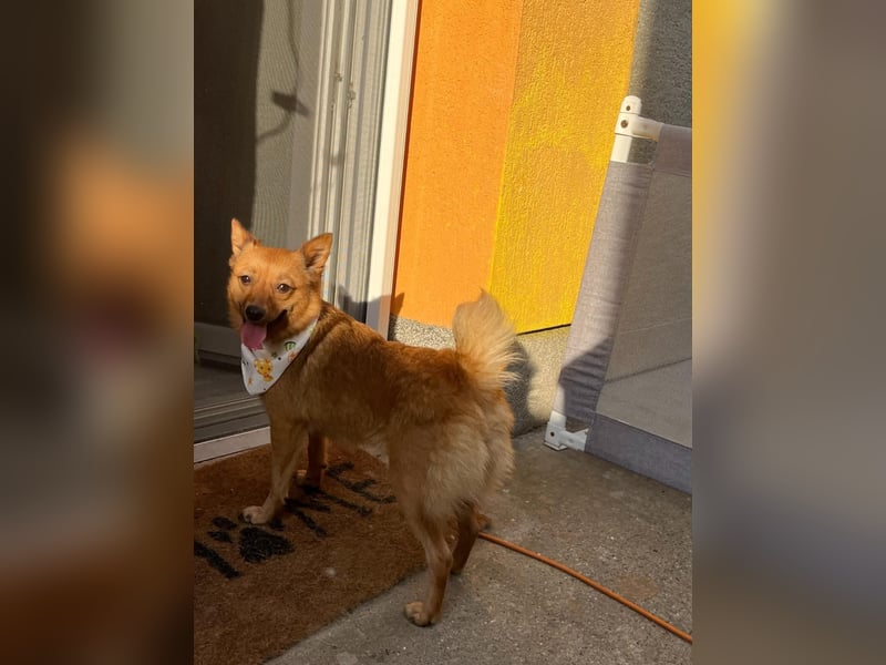 Elvira SR – Liebevolle Mama sucht ruhiges Zuhause