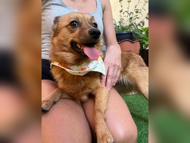Elvira SR – Liebevolle Mama sucht ruhiges Zuhause