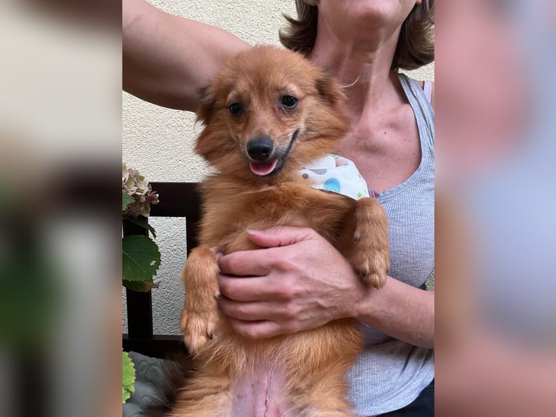 Maggy SR – Kleine Spitzdame mit großem Herz sucht Familie
