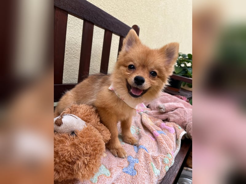 Sally SR – Süßes Spitz-Baby sucht Traumzuhause