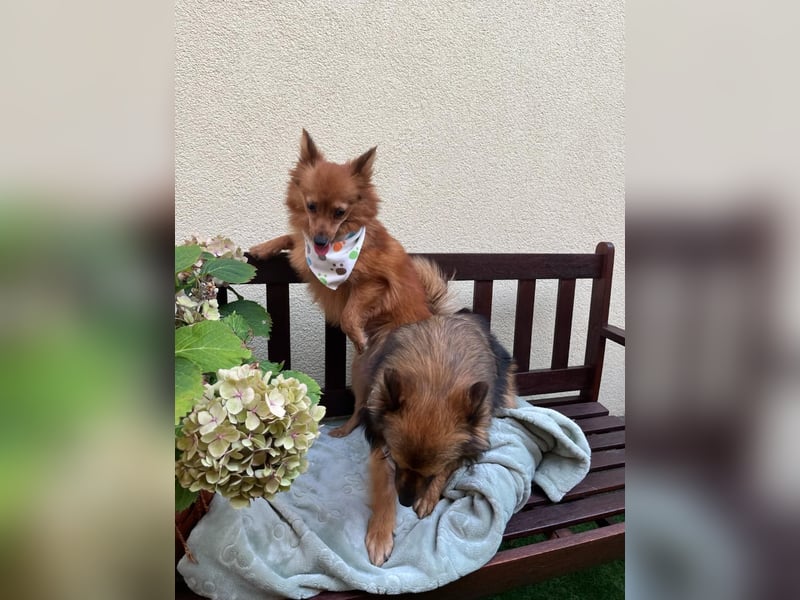 Maggy SR – Kleine Spitzdame mit großem Herz sucht Familie