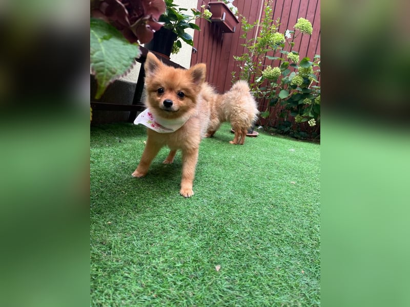 Sally SR – Süßes Spitz-Baby sucht Traumzuhause