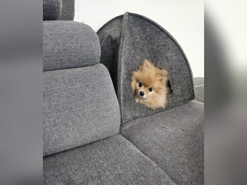 Krümel – Kleine Kämpferin mit großem Herz sucht ihr Glück!