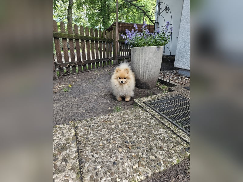 Krümel – Kleine Kämpferin mit großem Herz sucht ihr Glück!