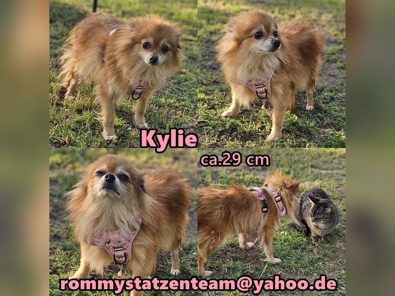Kylie - von einem Vermehrer aussortiert