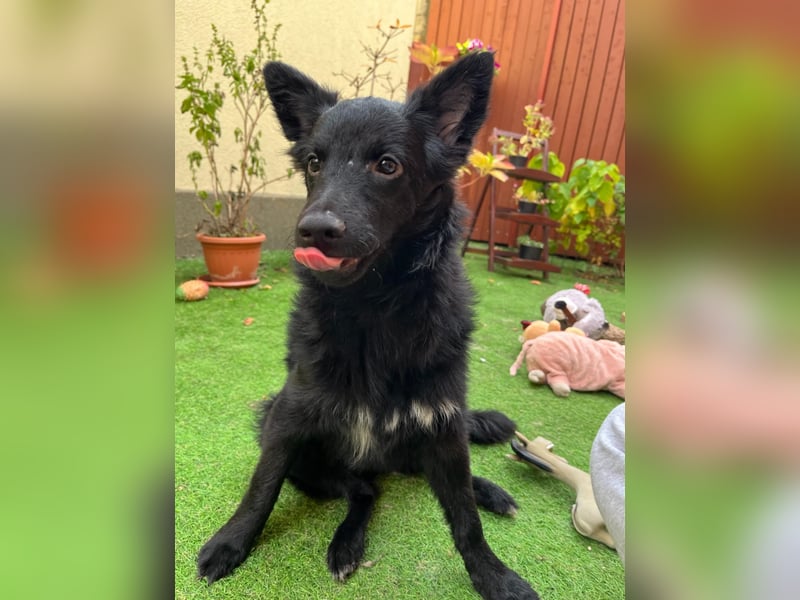 Fiona SR– Kleine Entdeckerin sucht liebevolles Zuhause