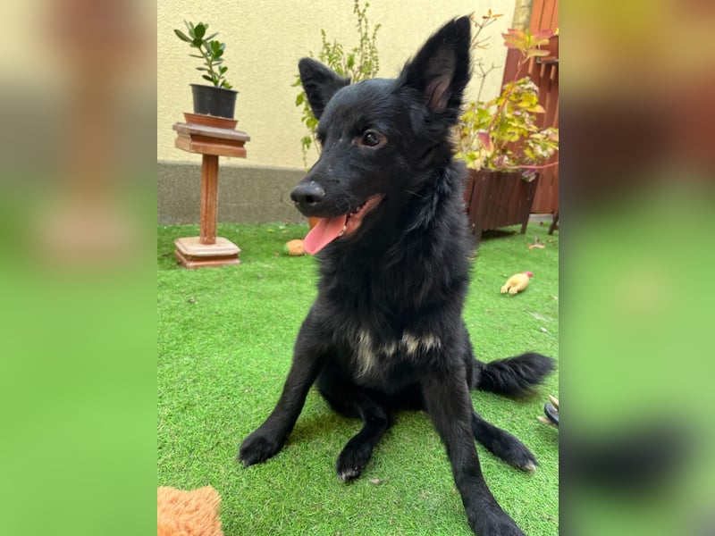 Fiona SR– Kleine Entdeckerin sucht liebevolles Zuhause