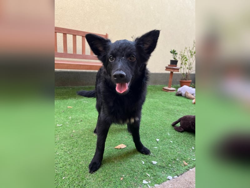 Fiona SR– Kleine Entdeckerin sucht liebevolles Zuhause