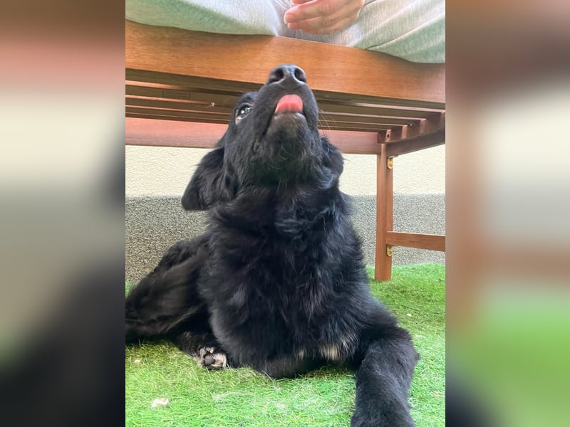 Fiona SR– Kleine Entdeckerin sucht liebevolles Zuhause